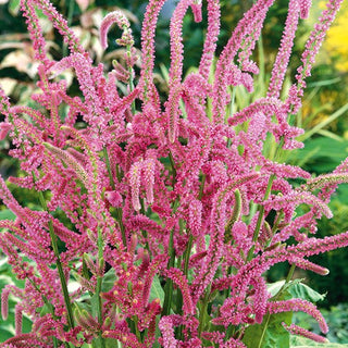 Limonium suworowii - Resistente e delicato, tollerante alla siccità - Limonium suworowii