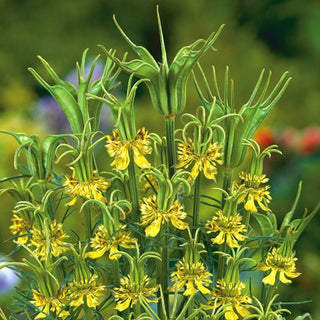Nigella orientalis - Pianta ornamentale unica - Nigella orientalis - Semi Premium