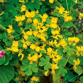 Nasturzio Canarino - Fiori giallo chiaro intensamente profumati - Tropaeolum peregrinum