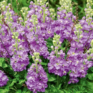 Violacciocca - Excelsior Lavender Lilac - Fiori incantevoli pieni di romanticismo - Matthiola incana
