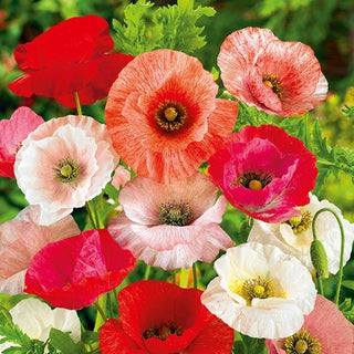 Papavero comune - Pastello Doppia Miscuglio - Colori delicati e fiori rigogliosi - Papaver rhoeas