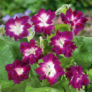 Ipomoea - Ruffled Red - Arricciato, rosso e a crescita rapida - Ipomoea x imperialis
