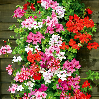 Geranio Edera - Speedy Miscuglio - Perfetta per vasi sospesi - Pelargonium peltatum