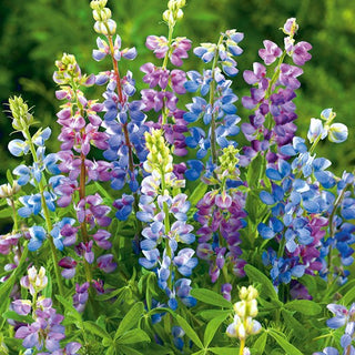 Lupino annuale - Pixie Delight - Fioritura abbondante per tutta l’estate - Lupinus hartwegii - Semi Premium