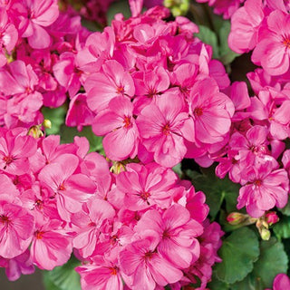 Geranio - Rosa - Facile da coltivare in vaso - Pelargonium zonale