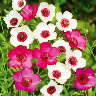 Lino a Fiori Grandi - Miscuglio - Fiori eleganti in molte tonalità - Linum grandiflorum - Semi Premium