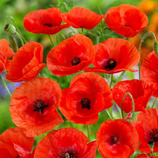 Papavero comune Annuale - Ideale per prati e bordi dei campi - Papaver rhoeas - 100 g
