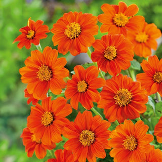 Girasole Messicano - Goldfinger - Spettacolare e perfetta per aiuole e giardini - Tithonia rotundifolia - Semi Premium