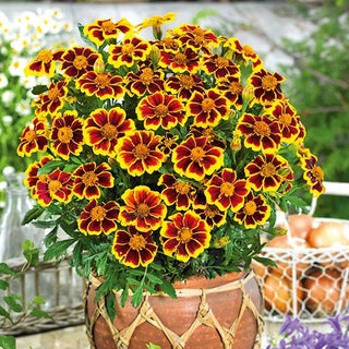 Tagete - Marietta - Decorazione per aiuole e piatti - Tagetes patula