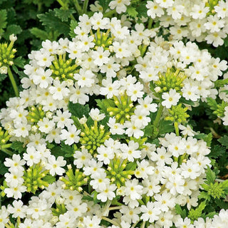 Verbena da giardino - Bianco - Fioritura abbondante fino alle gelate - Verbena hybrida