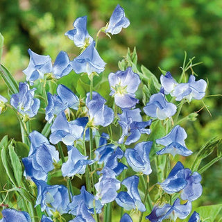 Pisello Odoroso - Blue Ripple - Varietà delicata e profumata - Lathyrus odoratus