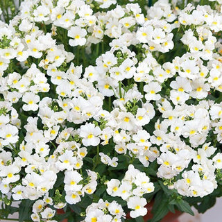 Nemesia - White Knight - Fiori bianchi come la neve, fioritura abbondante - Nemesia strumosa
