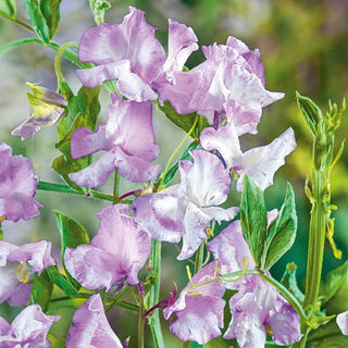 Pisello Odoroso - Lilac Ripple - Fiori appariscenti dal profumo intenso - Lathyrus odoratus