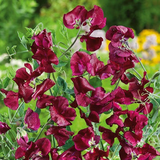 Pisello Odoroso - Black Knight - Colore intenso ed aspetto elegante - Lathyrus odoratus