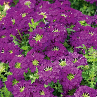 Verbena da giardino - Viola - Portamento compatto, fioritura prolungata - Verbena hybrida