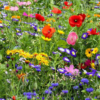 Prato fiorito - miscela di semi di oltre 40 specie di fiori selvatici - Fioritura lunga ed effetto scenografico - Busta Gigante - 1 kg - Semi Premium