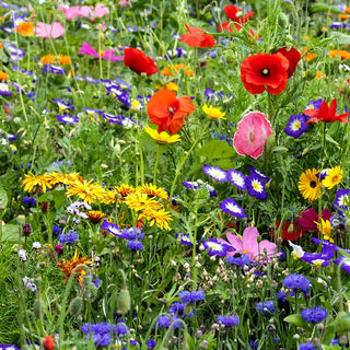 Prato fiorito - miscela di semi di oltre 40 specie di fiori selvatici - Diversità floreale in giardino - Confezione Mega - 100 g - Semi Premium