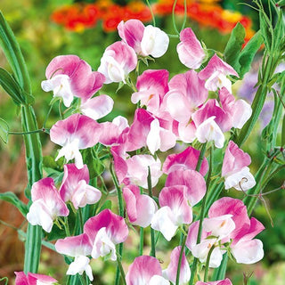 Pisello Odoroso - Dolly Varden - Profumo intenso e dolce - Lathyrus odoratus
