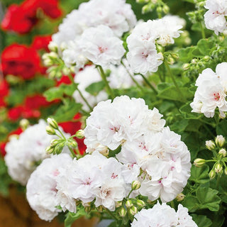 Geranio - Bianco - Ottima per vasi e cassette - Pelargonium zonale