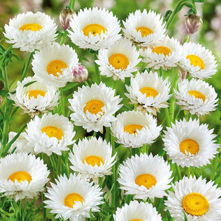 Acroclinium Roseo - Bianco - A lunga fioritura e decorativo da essiccato - Helipterum roseum - Semi Premium