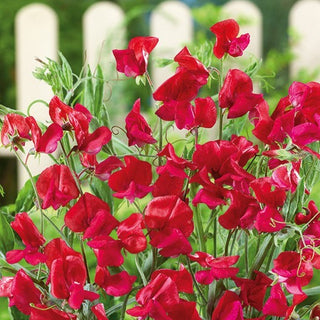 Pisello Odoroso - King Edward VII - Colore intenso e profumo deciso - Lathyrus odoratus