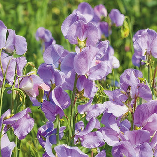 Pisello Odoroso - Leamington - Decorazione romantica per gazebo - Lathyrus odoratus