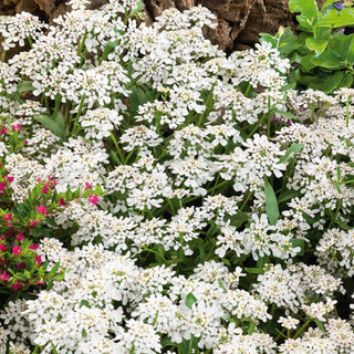 Iberide Rossa - Bianco - Eccellente dal profumo delicato - Iberis umbellata - Semi Premium