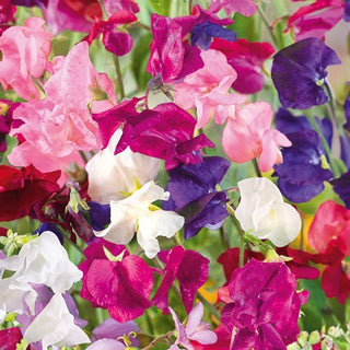 Pisello Odoroso - Jet Set - Ideale per posizioni soleggiate - Lathyrus odoratus