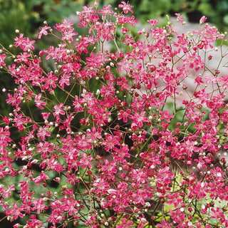 Gypsophila elegans - Rosso - Rosso intenso per aiuole - Gypsophila elegans