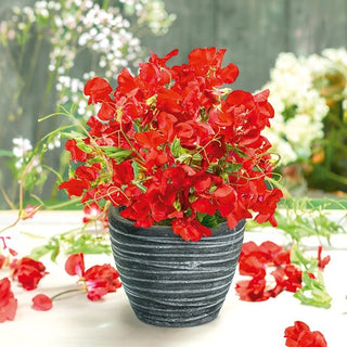 Pisello Odoroso - Villa Roma - Rosso - Profumo intenso per terrazza - Lathyrus odoratus