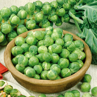 Cavolo di Bruxelles Casiopea - Gustosa, perfetta per la cottura al forno e bollitura