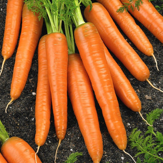 Carota Pierwszy Zbiór - Raccolta precoce con garanzia di sapore - 50 g
