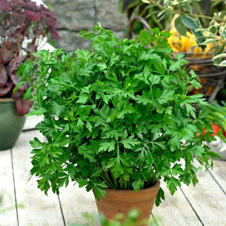 Fest Parsley - Green Leaves Full of Aroma, Ideal for Broth and Soups - Premium Seeds
