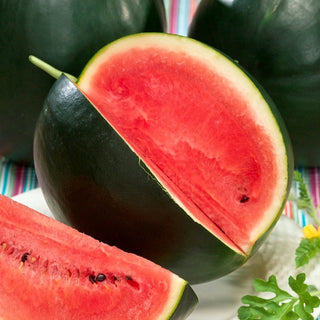 Sugar Baby Watermelon - Explosion of Flavour, Sweet Garden Hit - Citrullus Lanatus - Premium Seeds