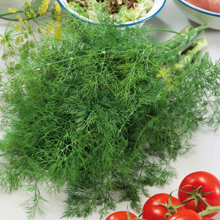 Aneto Szmaragd - Ottima varietà per mazzi - Busta Grande - 100 g