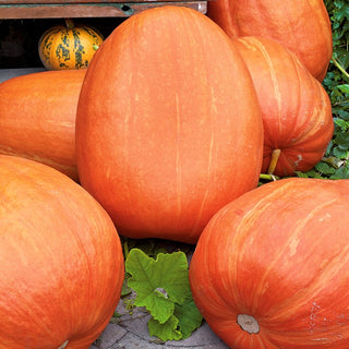 Zucca Golias - Per conserve e piatti al forno