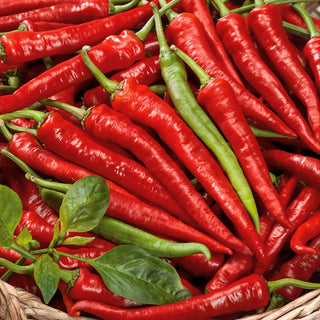 Peperoncino Poseidon - Molto precoce, dalla forma regolare e succosa