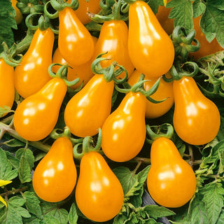 Pomodoro Perun - Alto, tardivo, produttivo e saporito