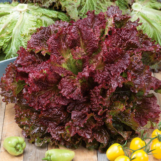 Lattuga Rosela - Rossa, riccia, a crescita rapida