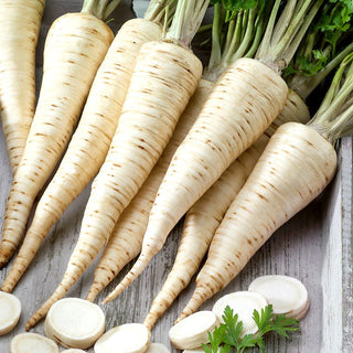 Prezzemolo Ołomuńcka - Nastro preseminato - Radici aromatiche e succose