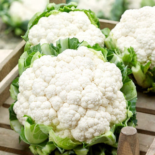 Bora Cauliflower - Fast-Growing, Great for Cooking - Brassica Oleracea var. Botrytis - Premium Seeds