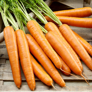 Carota Berlikumer 2 - Perfection - Piena e resistente - 100 g