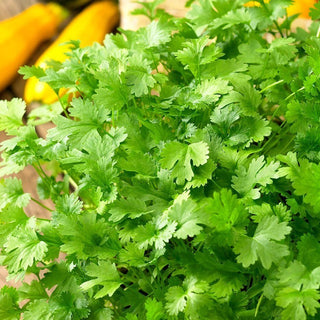 BIO Coriandolo - Ideale per piatti asiatici e messicani - Coriandrum sativum - Semi Premium