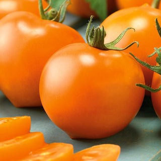 Pomodoro Akron F1 - Precoce, produttivo, resistente alle malattie