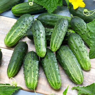 Cetriolo Śremski F1 - Affidabile, precoce, produttivo - 100 g