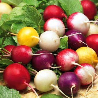 Ravanello - Miscela Di Varietà Colorate - Aggiunta colorata e deliziosa per le insalate
