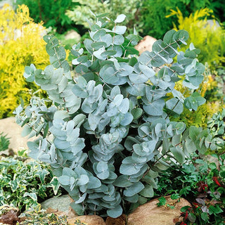Eucalyptus cinerea - Foglie argentate con aroma agrumato - Eucalyptus cinerea - Semi Premium