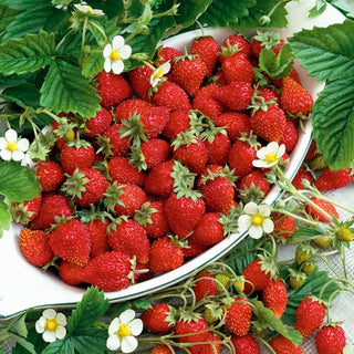 Fragola di Bosco - Running Red - Stoloni rossi aromatici per tutta l’estate - Fragaria vesca - Semi Premium