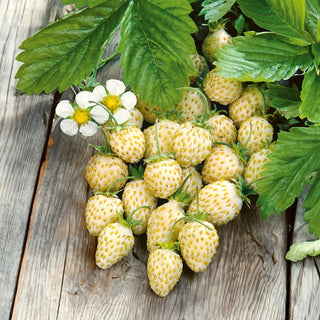Fragola di Bosco - White Soul - Dolce, bianca, fruttifica fino all’autunno - Fragaria vesca - Semi Premium