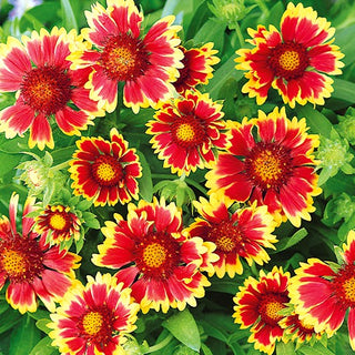 Gaillardia aristata Nana - Bicolor Goblin - Varietà nana nei toni del rosso e dell’oro - Gaillardia aristata - Semi Premium